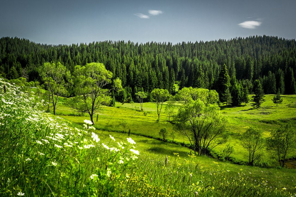 Picture of Родопско зелено by Нина Стайкова under CC-4.0-A-SA from Wikipedia